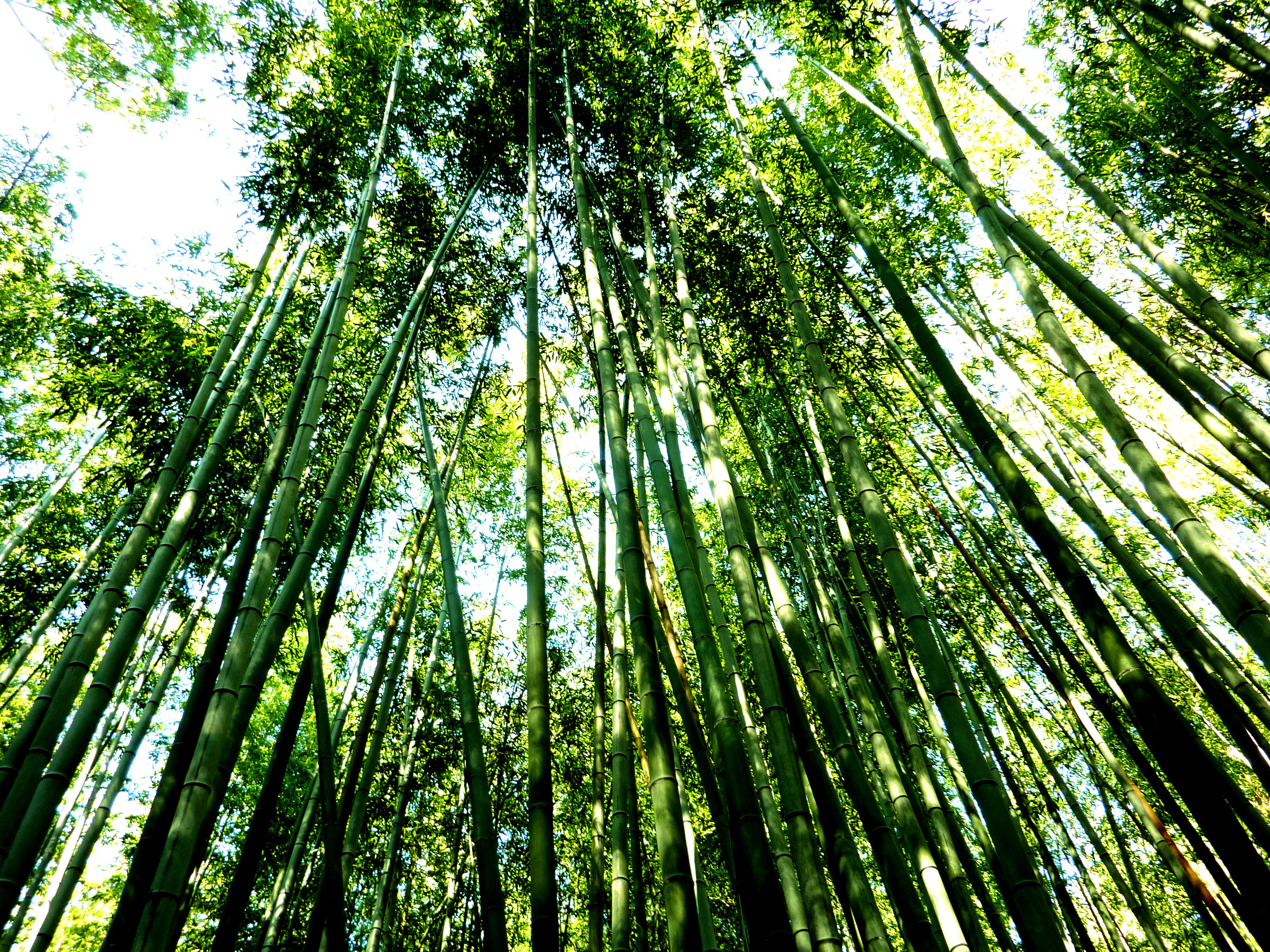Bamboo